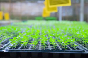 Agriculture LIMS