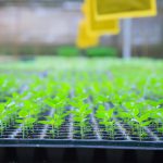 Benefits of using a LIMS in seed and gene-editing labs