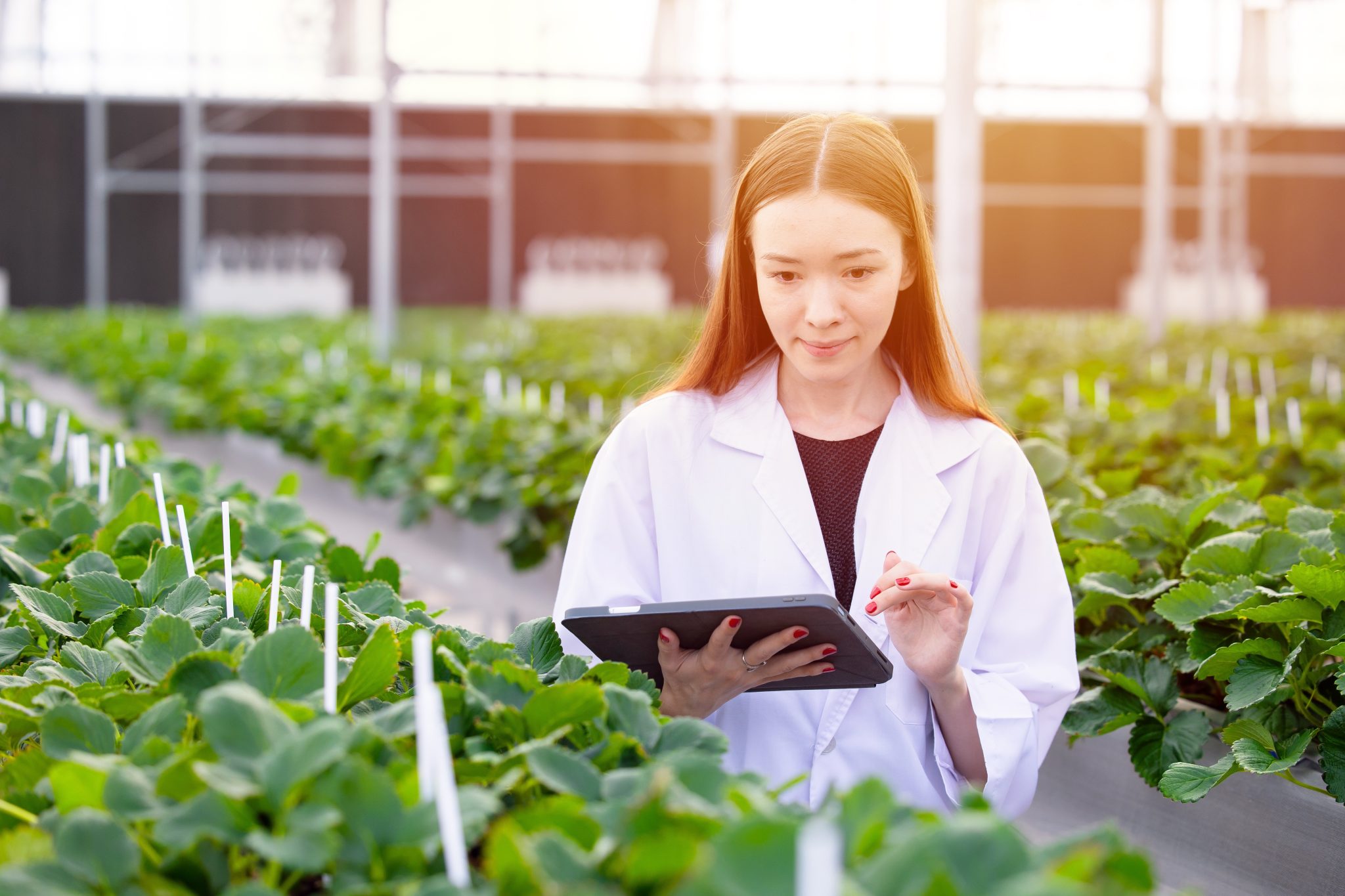 Agronomist Using Tablet to Check Crops