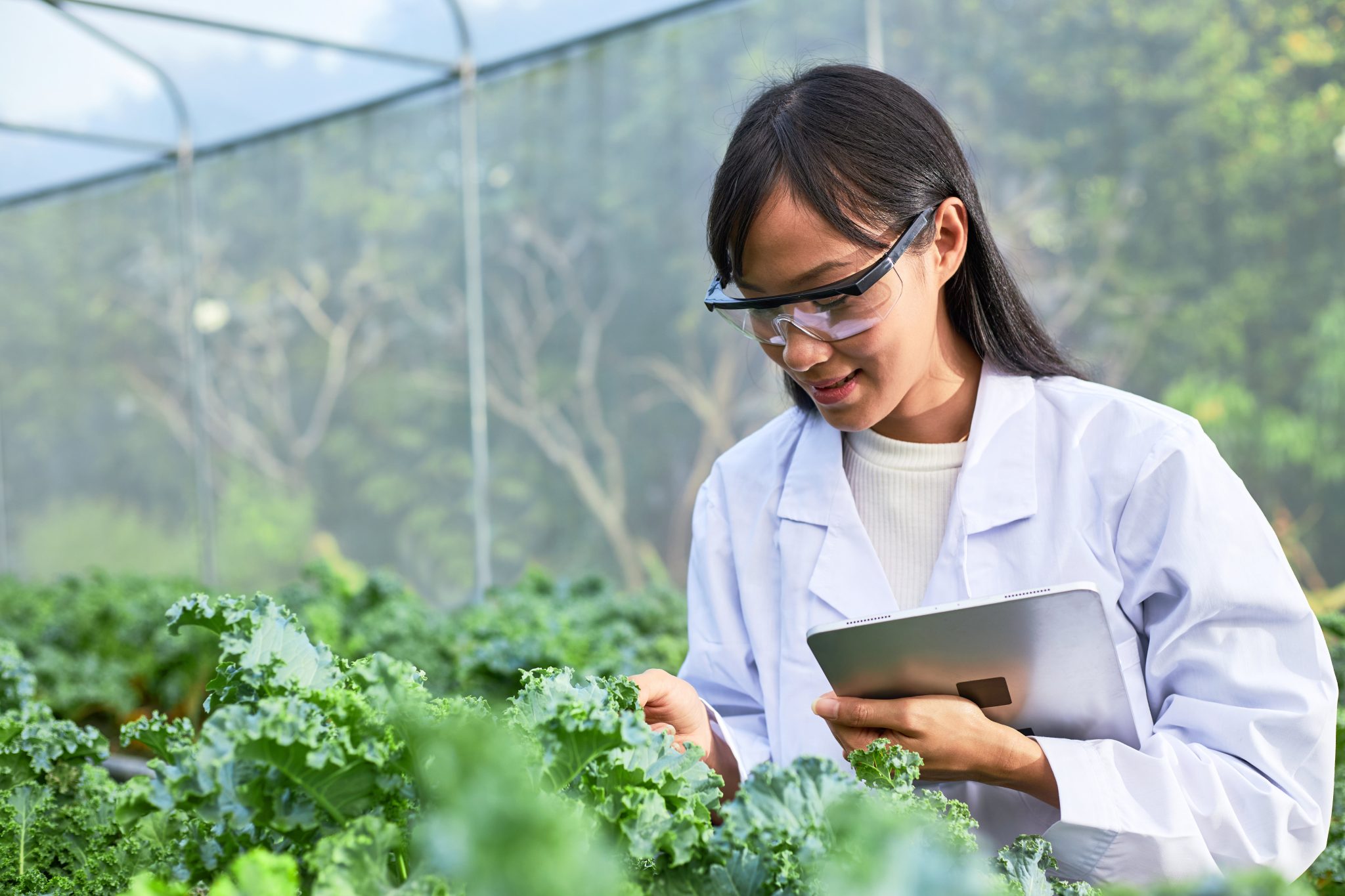 Agronomist Checking Plants Using a Tablet