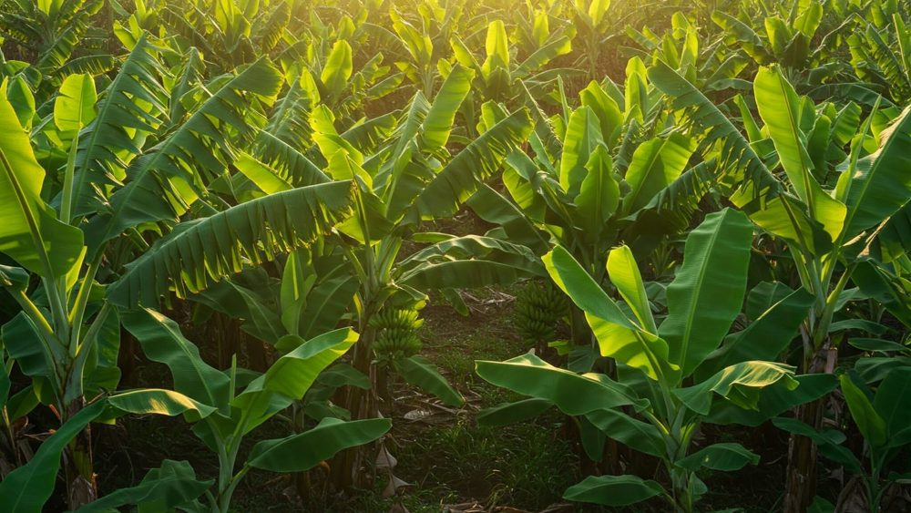 Agritech Crop Science Banana