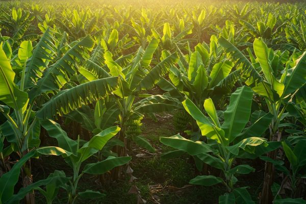 Agritech Crop Science Banana
